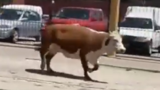 Temperley: Una vaca se escapó de un camión jaula y merodeó por todo el barrio