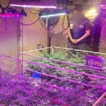 Desarticulan invernadero clandestino y secuestran gran cantidad de marihuana