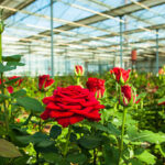Fin de semana en Avellaneda: diversión, plantas y quermés para toda la familia