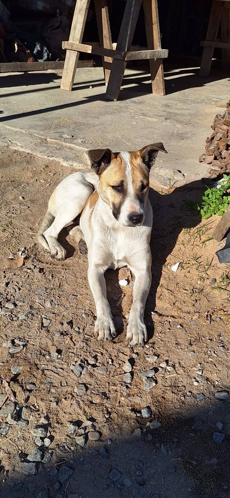 ESCÁNDALO EN AVELLANEDA: DENUNCIAN "EXTERMINIO" SILENCIOSO Y PERSECUCIÓN POLÍTICA TRAS LA DESAPARICIÓN DE PERROS COMUNITARIOS