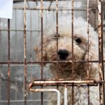 Desarticulan criadero clandestino de perros en Longchamps que operaba a través de las redes sociales